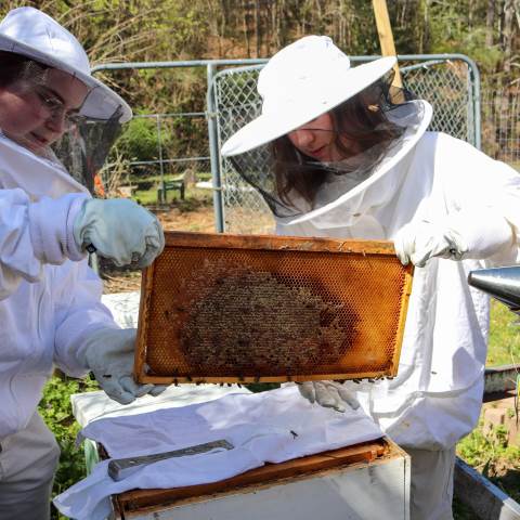Caring for the DarFarm Beehives